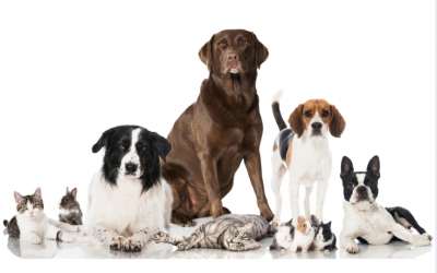 Helpful Tips on Giving CBD to Your Fur Baby!