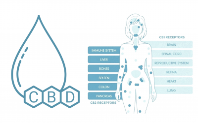 How Does CBD Work in Your Body?